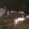 поросята, Свиноматки в Белогорске 2