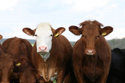 В Амурской области началась ликвидация заброшенных скотомогильников  