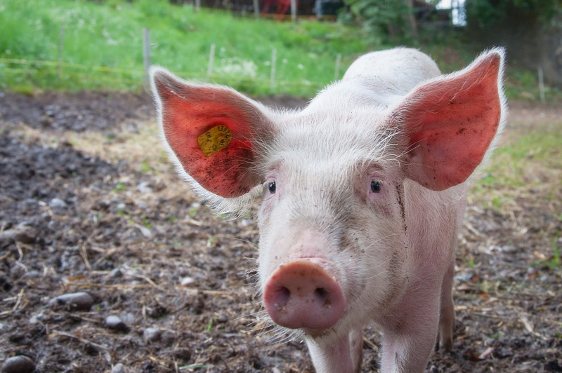 В ряде районов Амурской области выявлены очаги африканской чумы свиней