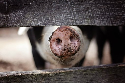 Очаг африканской чумы свиней обнаружен в Амурской области