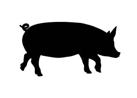 Африканская чума свиней зафиксирована в Белогорье