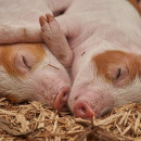 В Амурской области обнаружена вспышка африканской чумы свиней