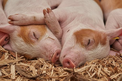 В Амурской области обнаружена вспышка африканской чумы свиней