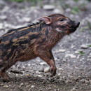 В Амурской области выявили еще пять случаев африканской чумы свиней