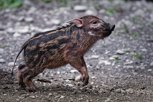 В Амурской области выявили еще пять случаев африканской чумы свиней