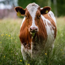 Амурские хозяйства с больными лейкозом коровами закроют на карантин