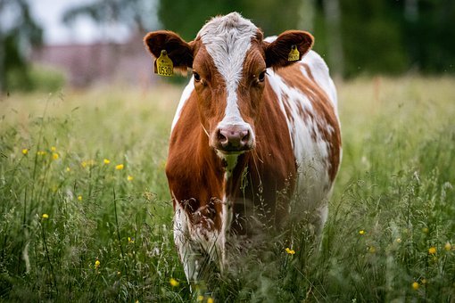 Амурские хозяйства с больными лейкозом коровами закроют на карантин