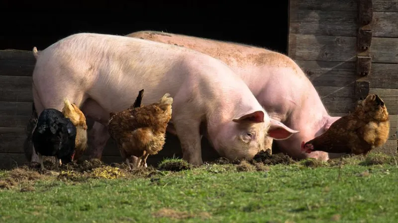 В Михайловском районе Приамурья уничтожат около 120 свиней из-за вспышки АЧС