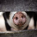 Карантин по африканской чуме свиней сняли в Приамурье