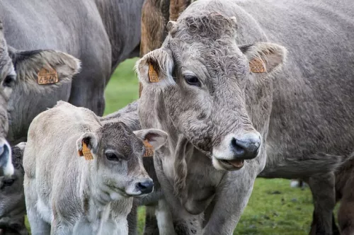 В Амурской области на лейкоз проверили более 33 700 коров