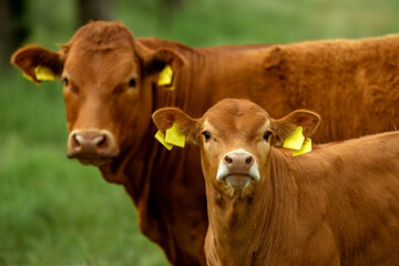 Лейкоз и бруцеллез выявлены у скота в Амурской области