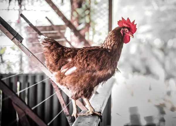 Курятина строгого режима: птицефермы Приамурья ужесточили правила из-за птичьего гриппа