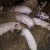 поросята, Свиноматки в Белогорске